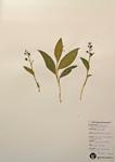 Three-leaf False Solomon's-seal specimen